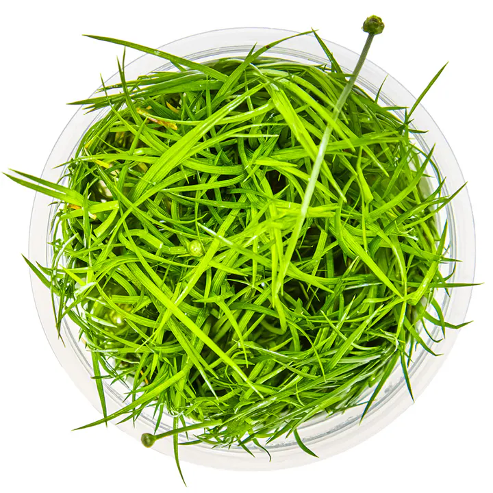 小谷精草细节图 3