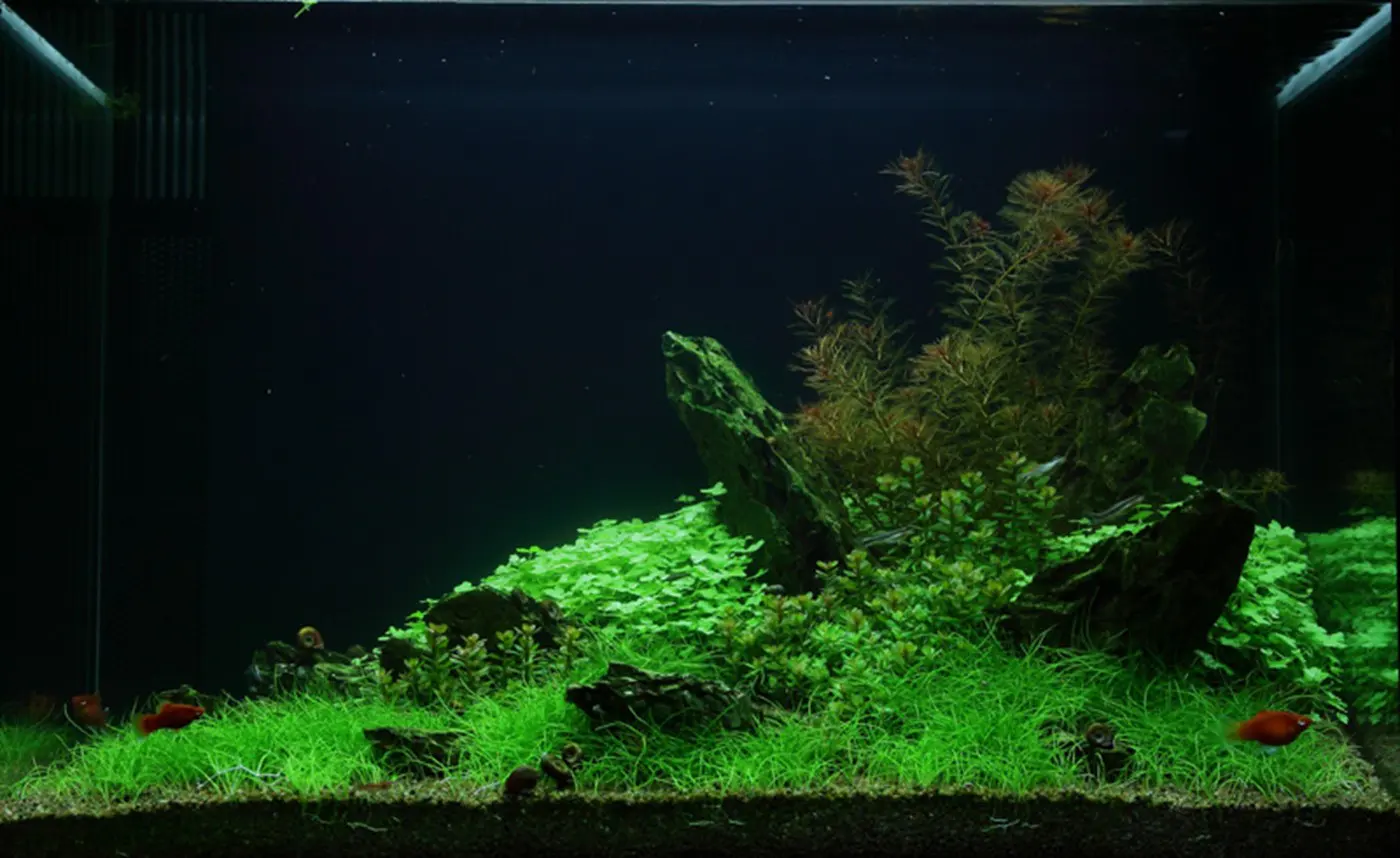 造景 49造景图片 6