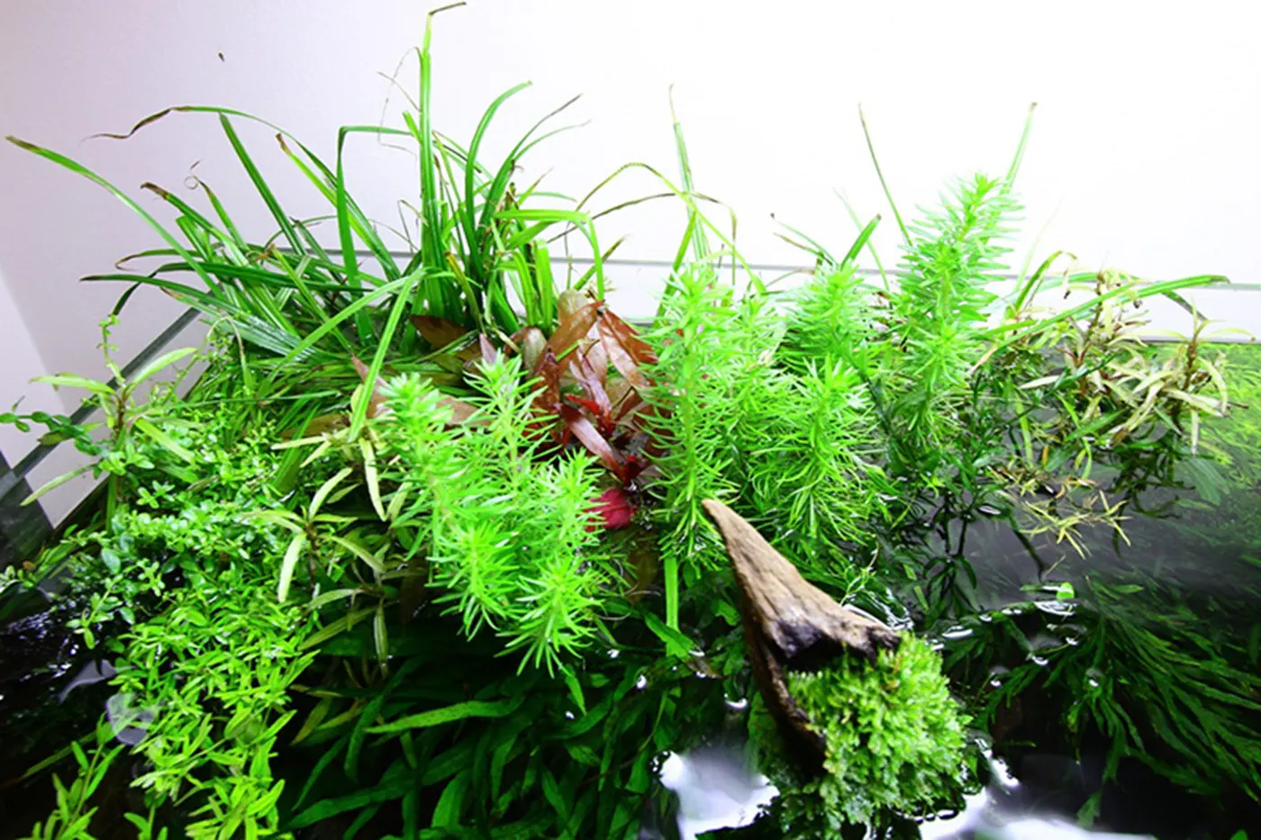 造景 73造景图片 5