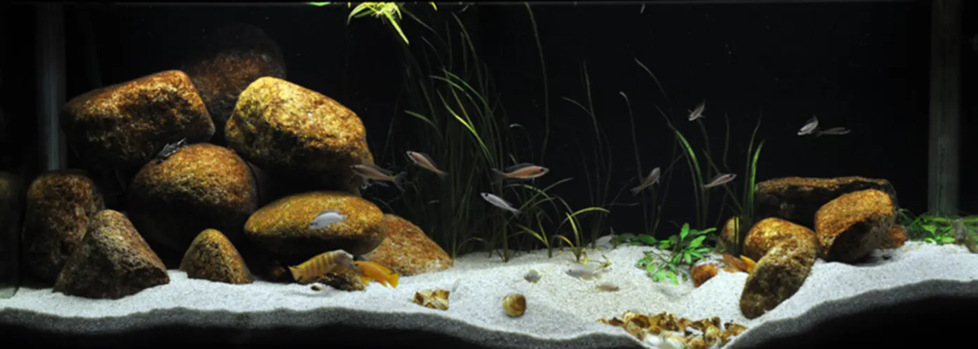 造景 21造景图片 3