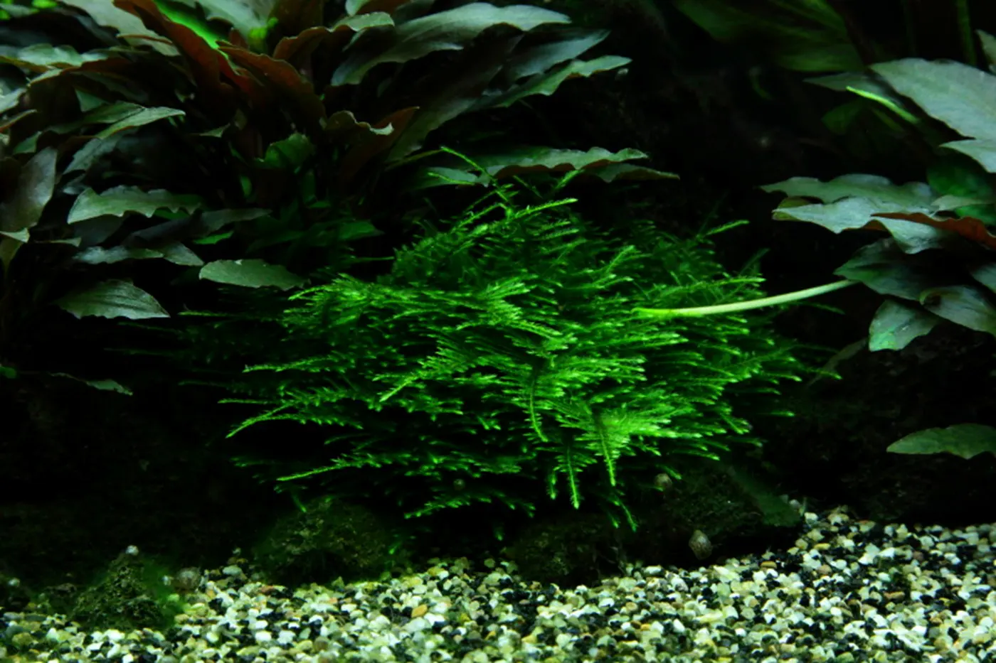 造景 48造景图片 7