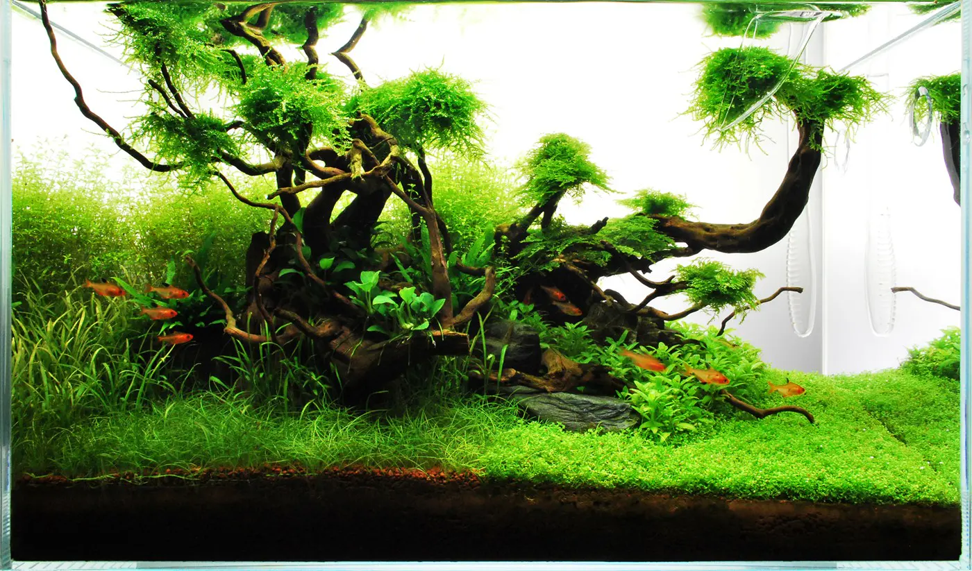 造景 71造景图片 9