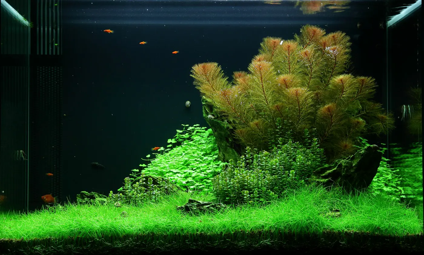 造景 49