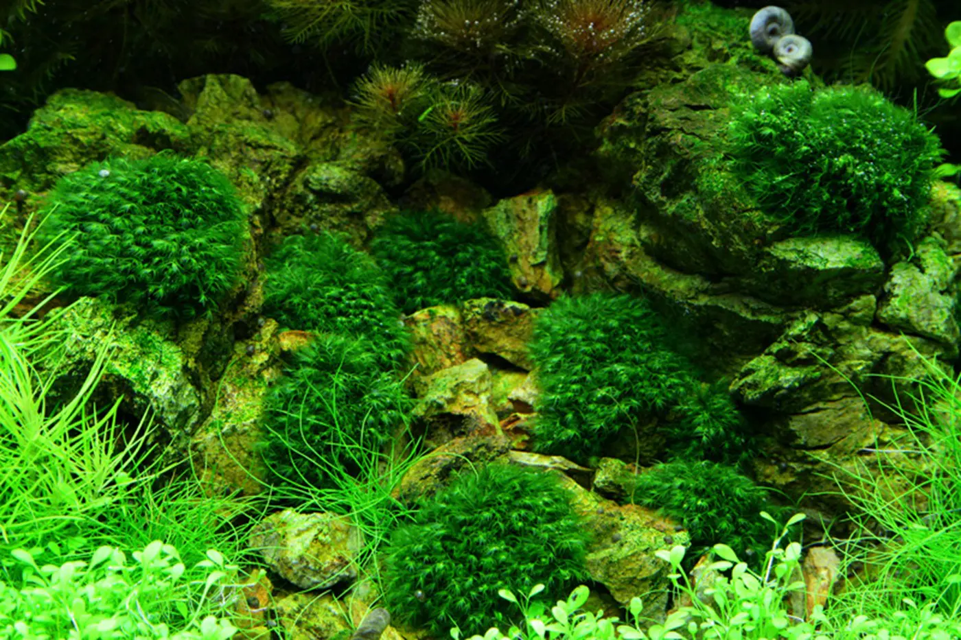 造景 51造景图片 13