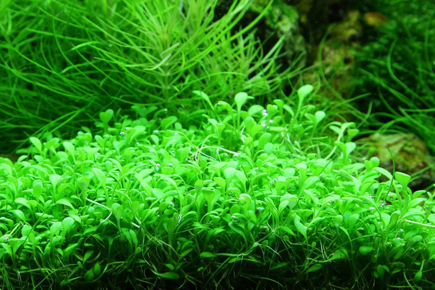 造景 51造景图片 9