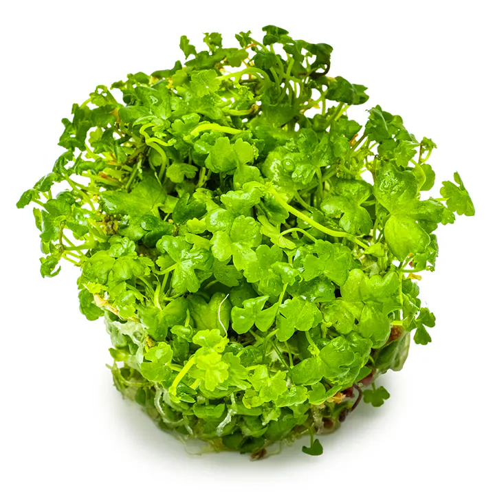 三裂天胡荽细节图 3