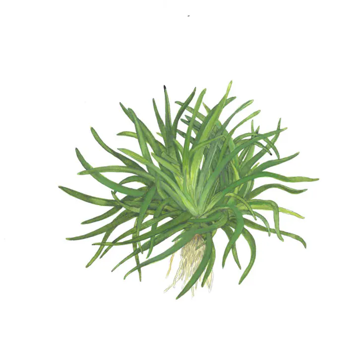 越南谷精