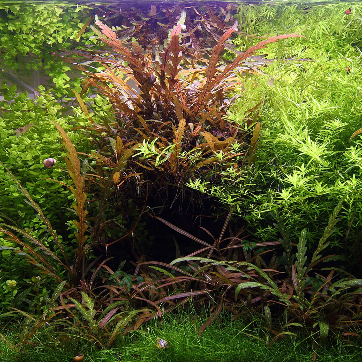 造景 112造景图片 3