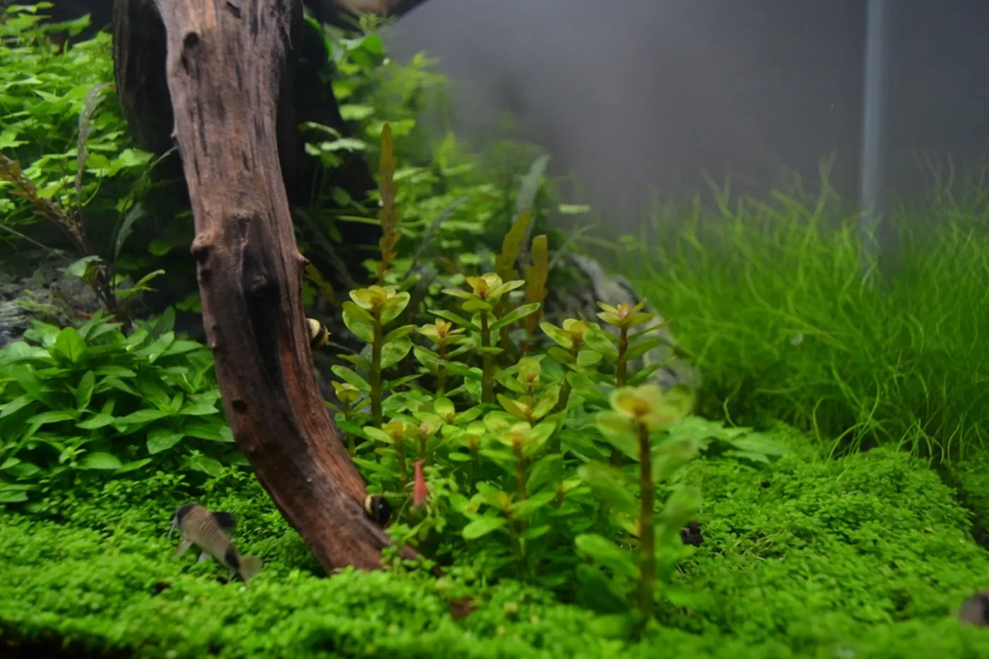 造景 76造景图片 6