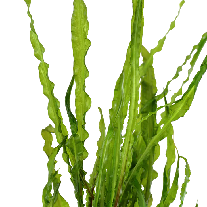 缎带椒草细节图 3