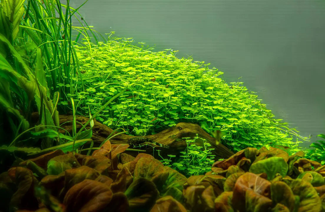 白绿菊细节图 4