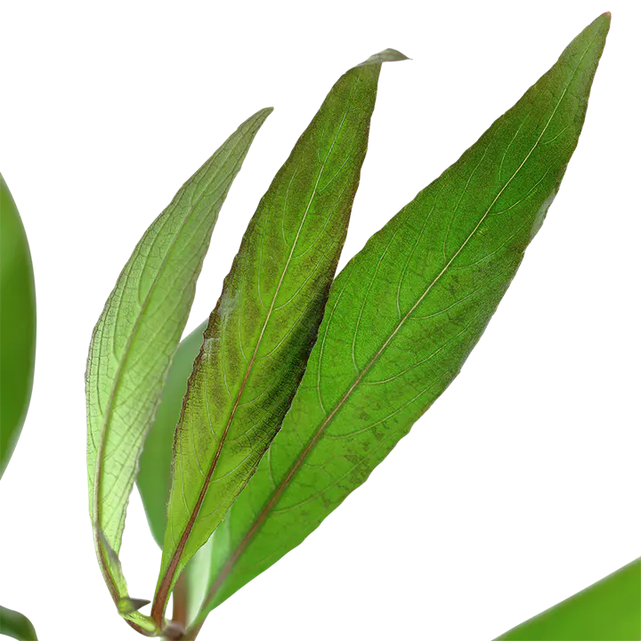 大柳细节图 3