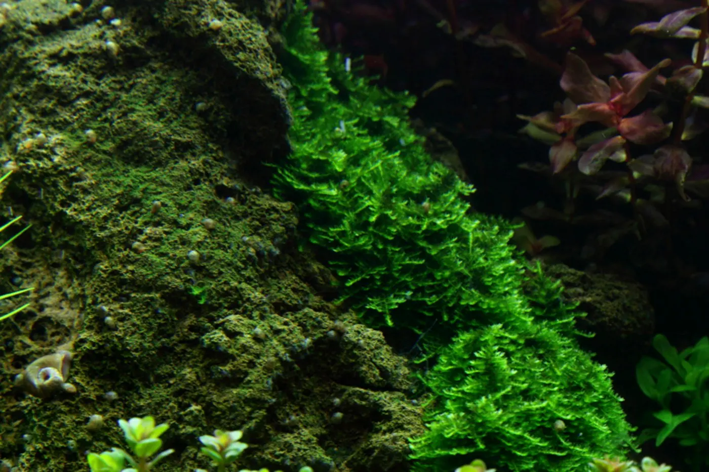 造景 53造景图片 12
