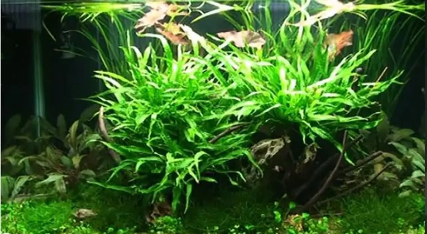 造景 19