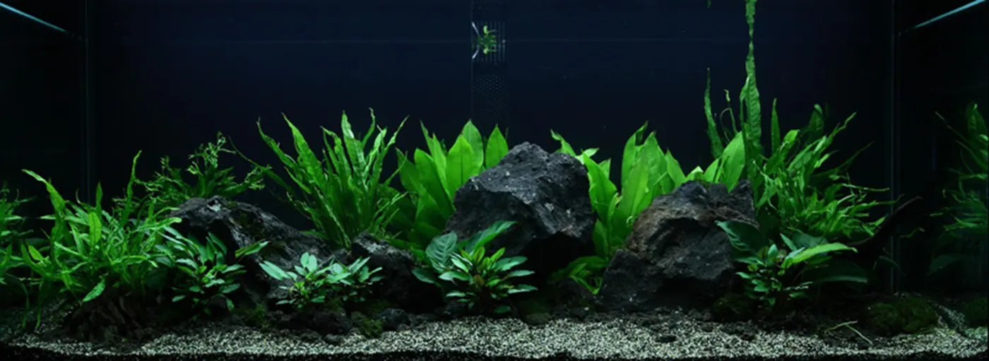 造景 48造景图片 2