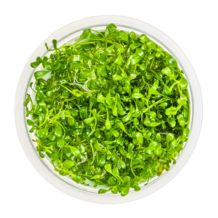 矮珍珠细节图 4