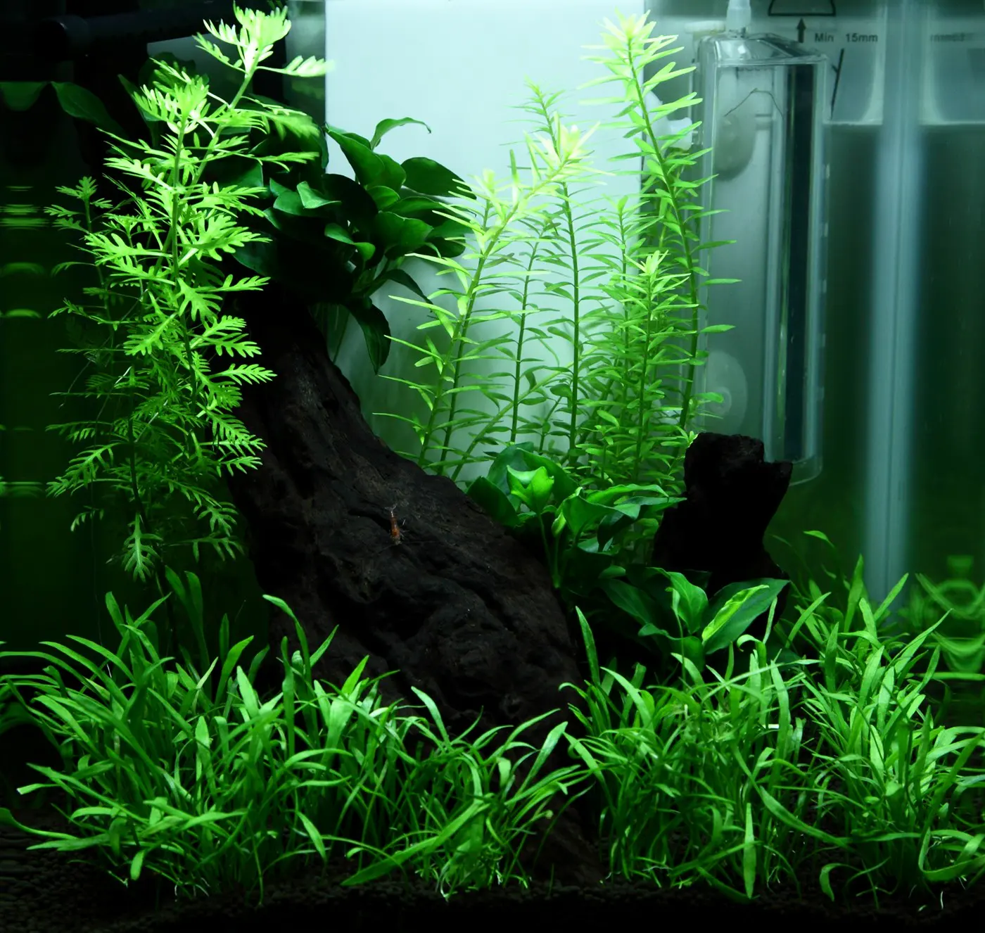 造景 92造景图片 5