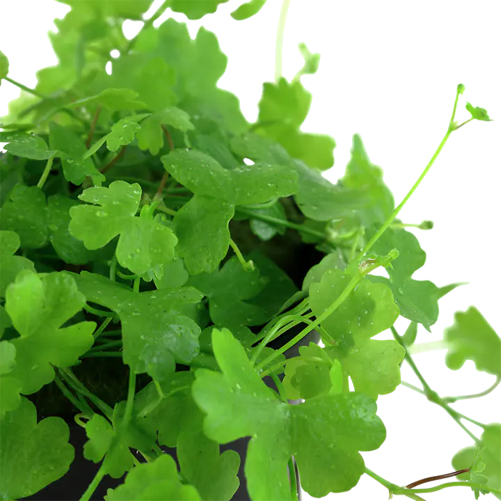 三裂天胡荽细节图 2