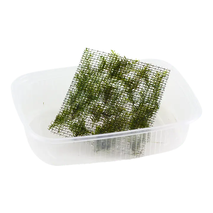 美国凤尾苔细节图 1