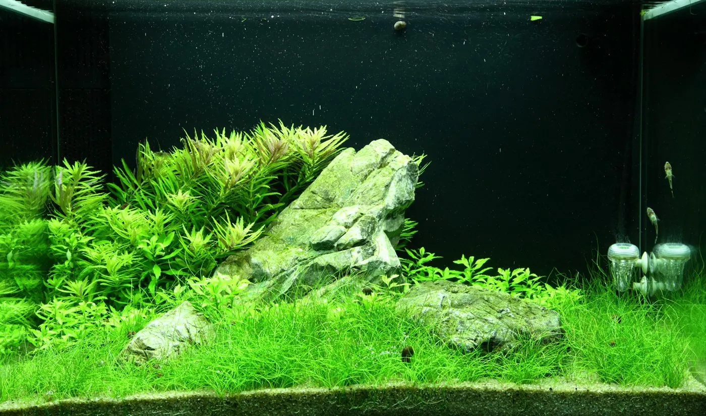 造景 100造景图片 5