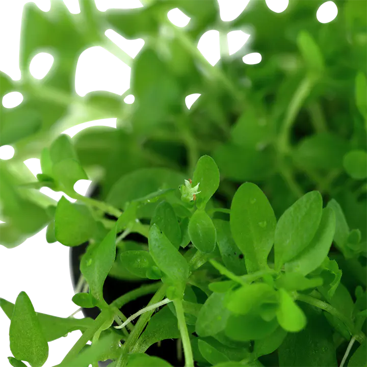 日本珍珠草细节图 2