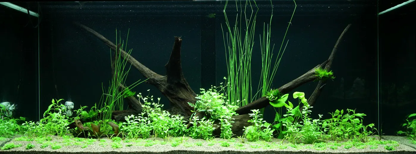 造景 97造景图片 3