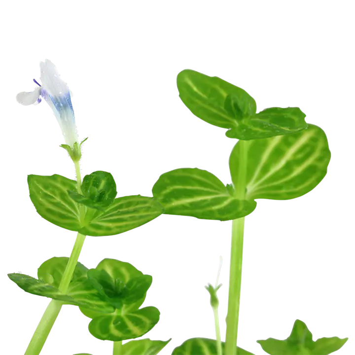 瓜子草细节图 3