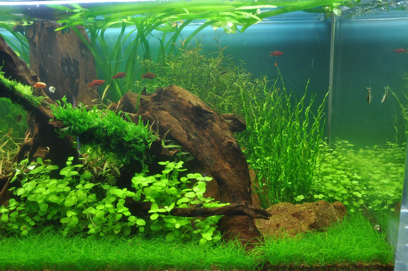 造景 38造景图片 8