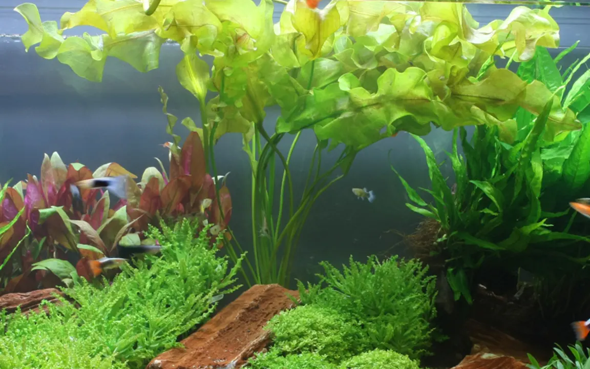 大浪草细节图 3