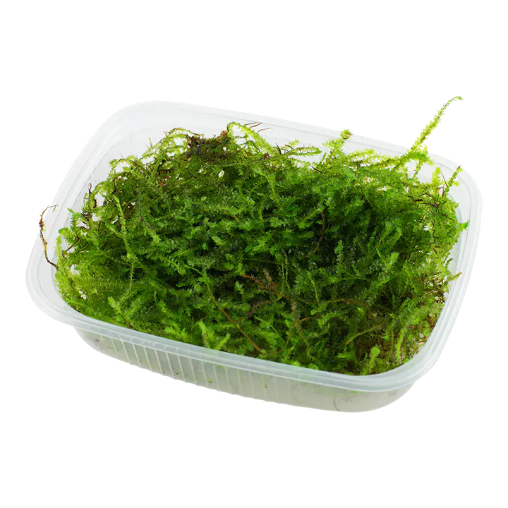爪哇莫丝细节图 1
