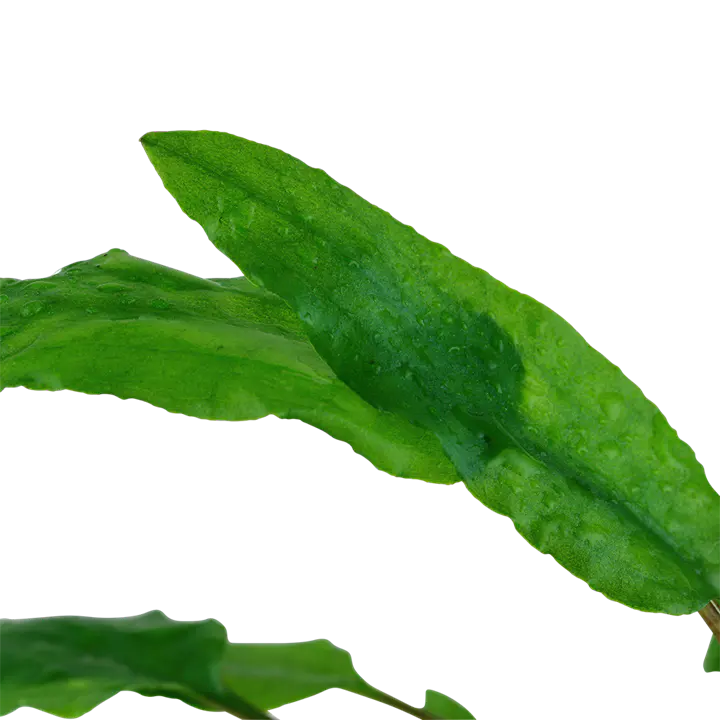 绿温蒂椒草细节图 3