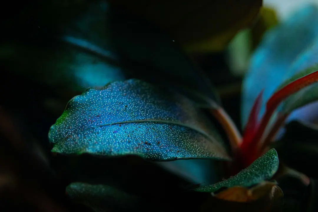 蓝色辣椒榕细节图 3