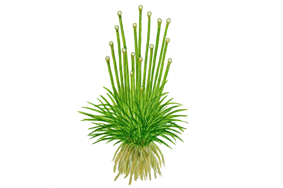 小谷精草