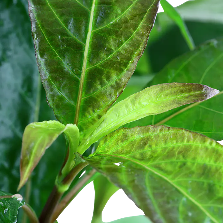 中柳细节图 3