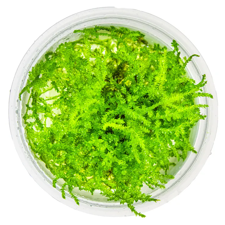 圣诞莫丝细节图 3