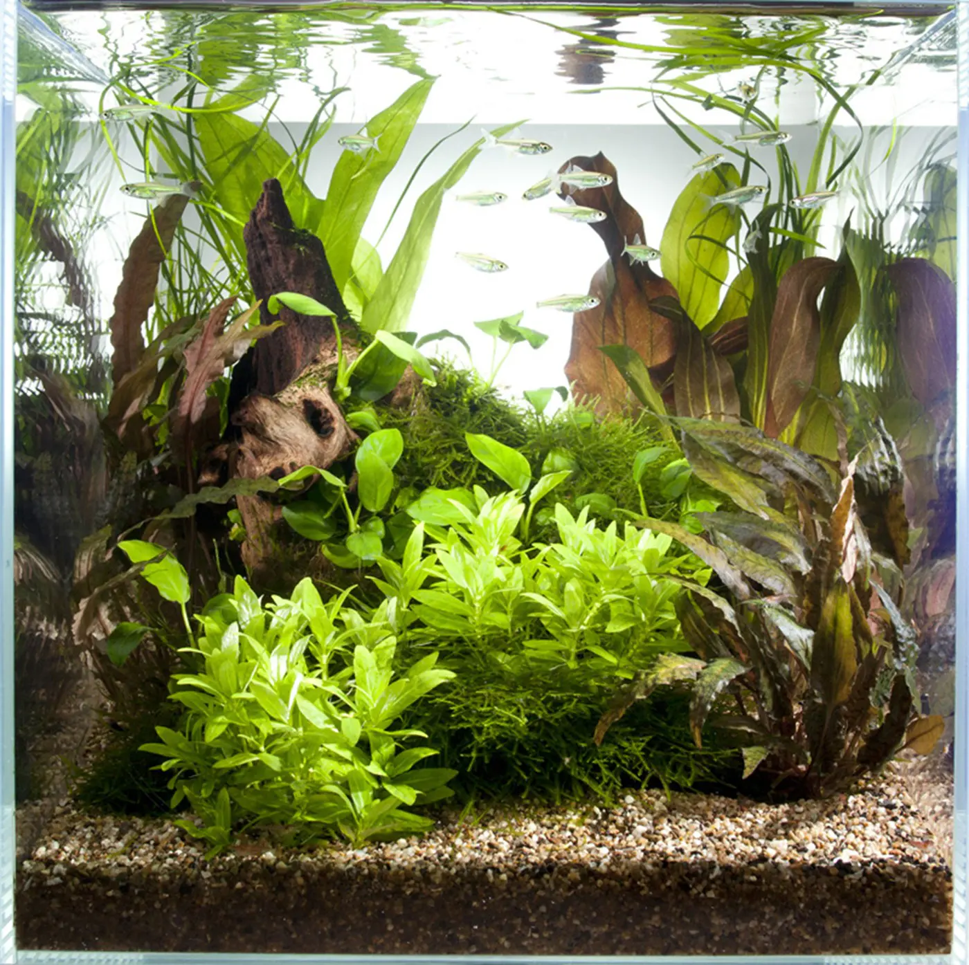 造景 43