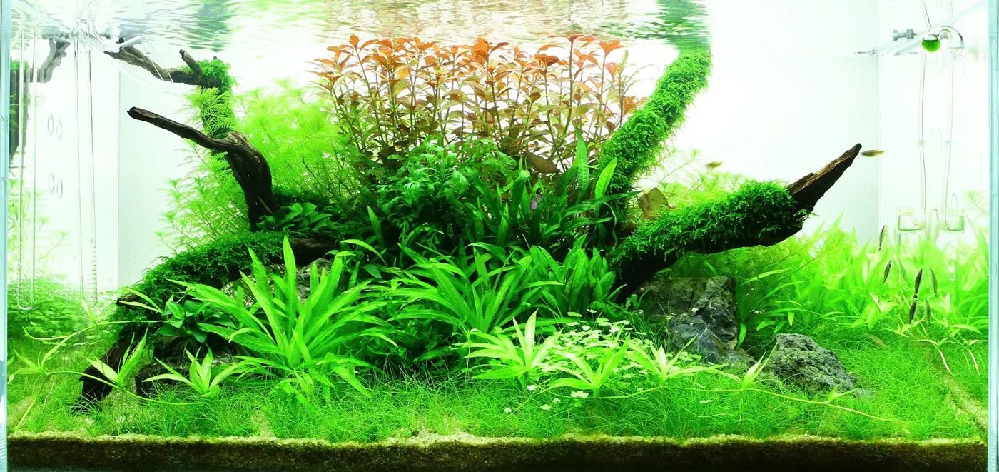 造景 45