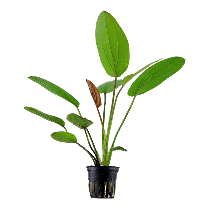红香瓜草细节图 1