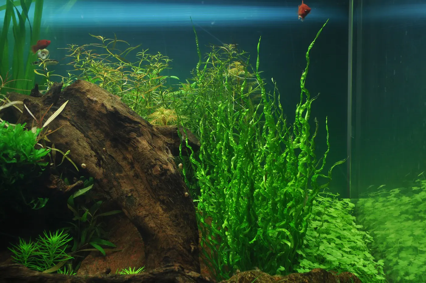 造景 38造景图片 6