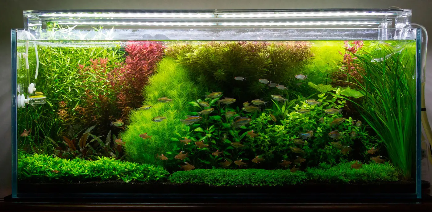 造景 105造景图片 19