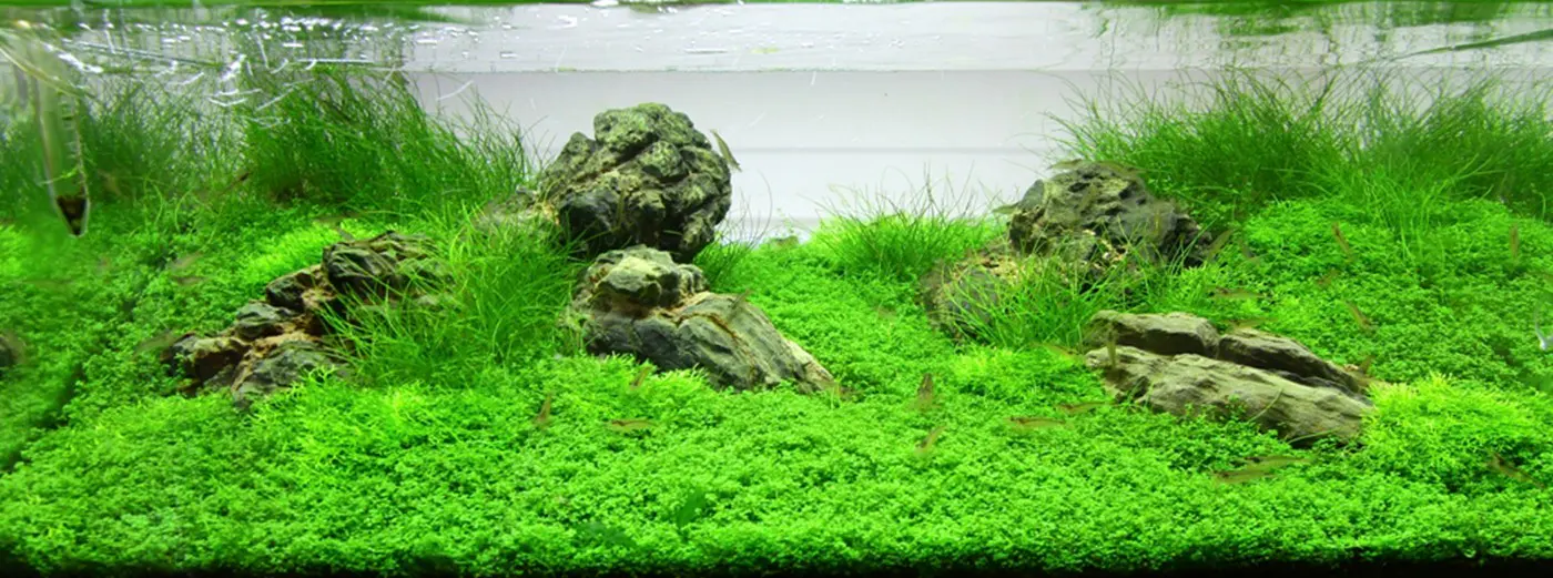 造景 72造景图片 4