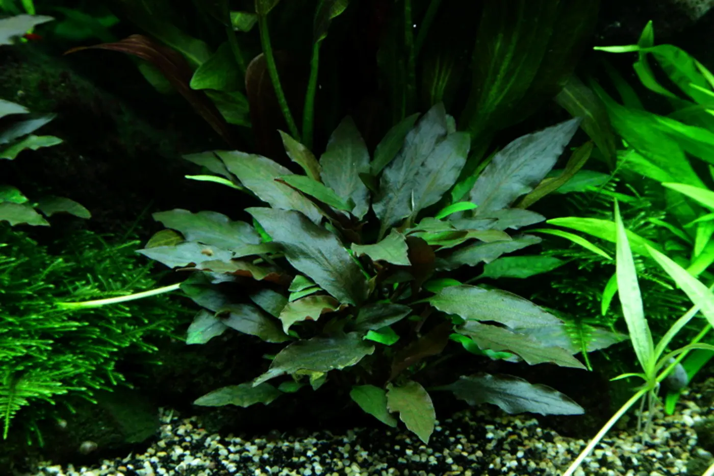 造景 48造景图片 8