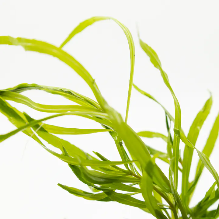 四叶刺蕊草细节图 2