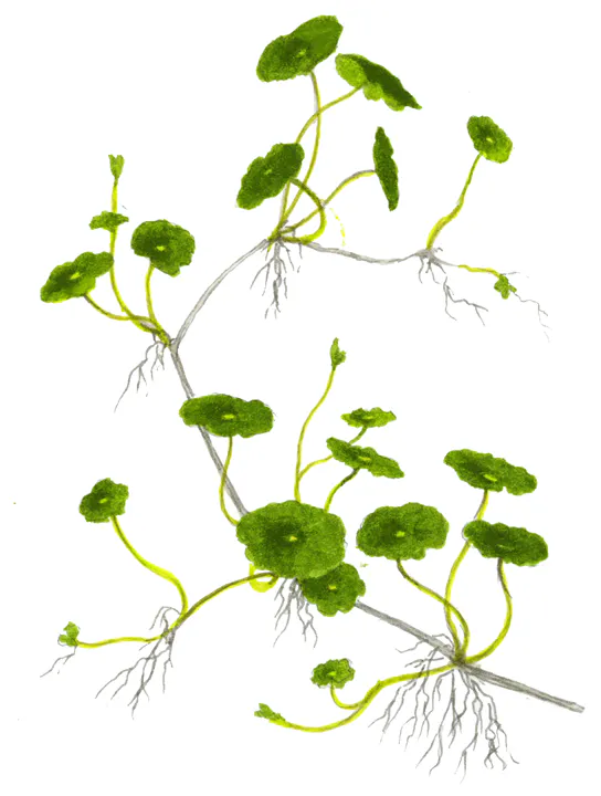 铜钱草