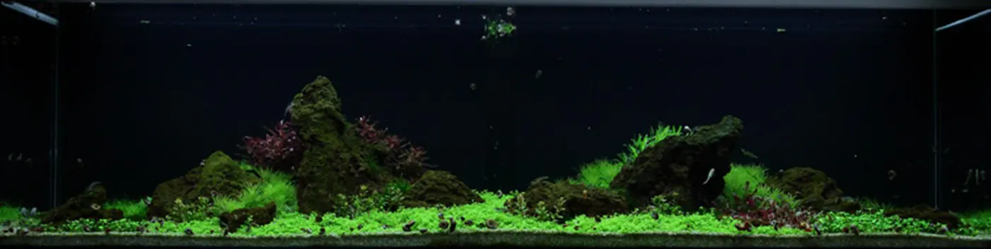 造景 53造景图片 4