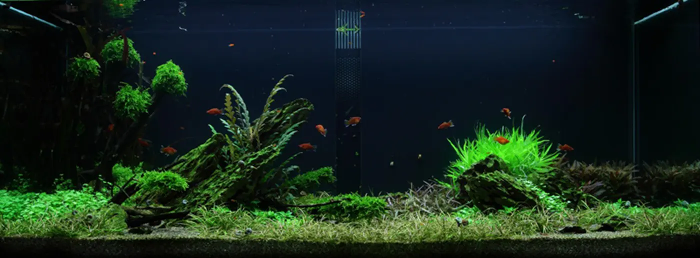 造景 50造景图片 5