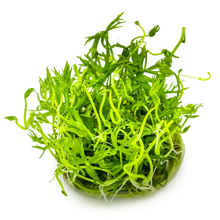 鹿角矮珍珠细节图 3