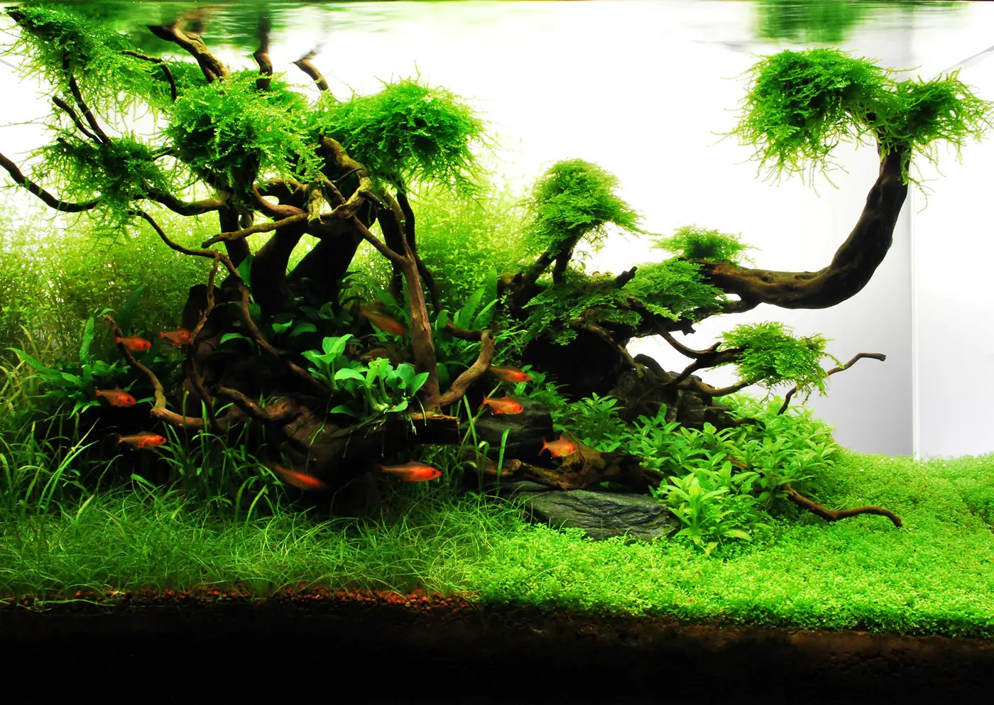 造景 71造景图片 11