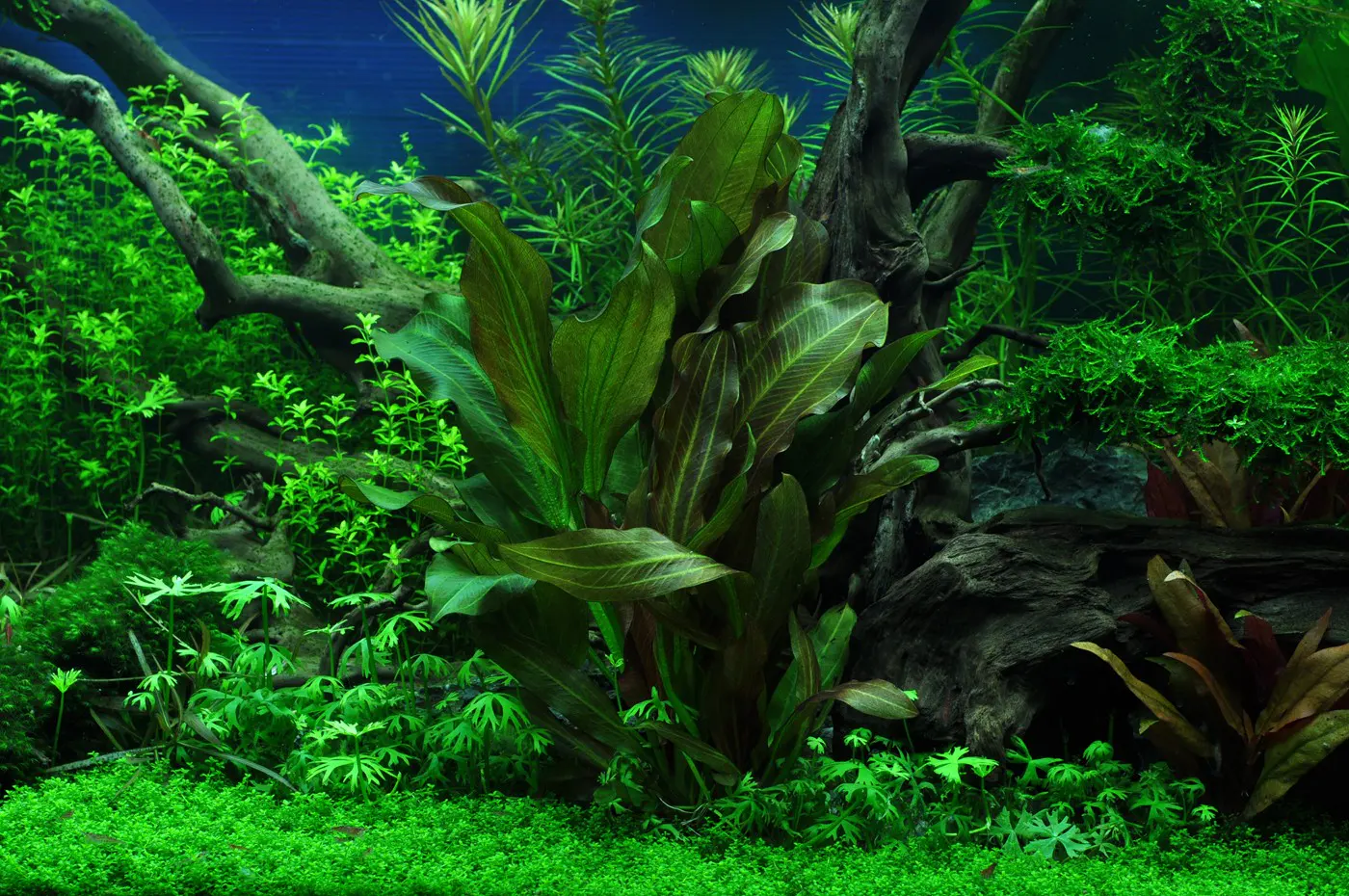 造景 41造景图片 2