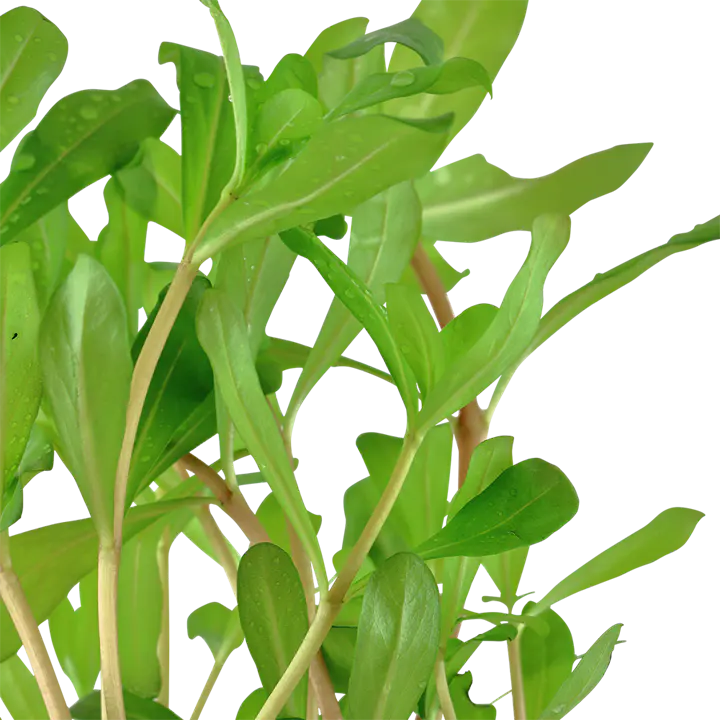 粗茎水苋细节图 3